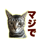 グラビューハート＊保護猫応援＊（個別スタンプ：16）