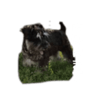 風牙（個別スタンプ：4）