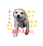 かまってゆずちゃん（個別スタンプ：12）