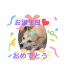 かまってゆずちゃん（個別スタンプ：19）