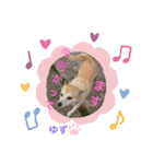 かまってゆずちゃん（個別スタンプ：24）