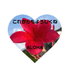 ALOHAがいっぱい！12  HAPPYな言葉（個別スタンプ：13）