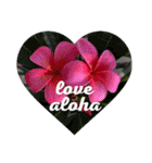 ALOHAがいっぱい！12  HAPPYな言葉（個別スタンプ：15）