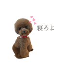 犬たちの暮らし（個別スタンプ：4）