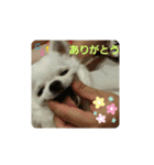 チワワのテンくん（個別スタンプ：8）