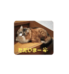 愛猫柚子のスタンプです2（個別スタンプ：2）