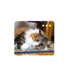 愛猫柚子のスタンプです2（個別スタンプ：4）
