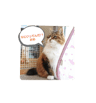 愛猫柚子のスタンプです2（個別スタンプ：5）