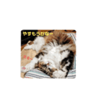 愛猫柚子のスタンプです2（個別スタンプ：7）