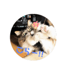 愛猫柚子のスタンプです2（個別スタンプ：8）