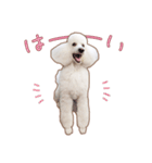 ☆ 表情豊かな Sarahちゃん ☆（個別スタンプ：6）