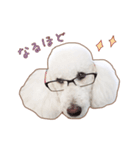 ☆ 表情豊かな Sarahちゃん ☆（個別スタンプ：13）
