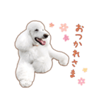 ☆ 表情豊かな Sarahちゃん ☆（個別スタンプ：15）