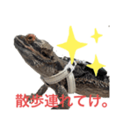 フトアゴトカゲのスカルくん（個別スタンプ：3）
