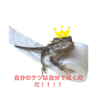 フトアゴトカゲのスカルくん（個別スタンプ：8）
