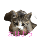 ひじちゃん（個別スタンプ：1）