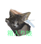 ひじちゃん（個別スタンプ：3）