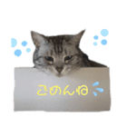 床屋の猫のとむ（個別スタンプ：6）