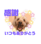 多頭犬種飼いならでは♡（個別スタンプ：1）