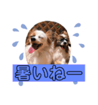 多頭犬種飼いならでは♡（個別スタンプ：2）