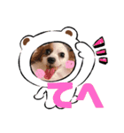 多頭犬種飼いならでは♡（個別スタンプ：3）