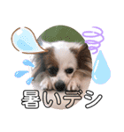 多頭犬種飼いならでは♡（個別スタンプ：4）