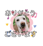 多頭犬種飼いならでは♡（個別スタンプ：5）