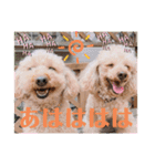 多頭犬種飼いならでは♡（個別スタンプ：6）