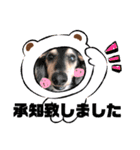 多頭犬種飼いならでは♡（個別スタンプ：8）