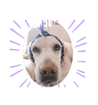 多頭犬種飼いならでは♡（個別スタンプ：9）