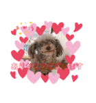 多頭犬種飼いならでは♡（個別スタンプ：11）