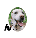 多頭犬種飼いならでは♡（個別スタンプ：12）