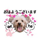 多頭犬種飼いならでは♡（個別スタンプ：14）