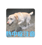 多頭犬種飼いならでは♡（個別スタンプ：17）