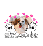 多頭犬種飼いならでは♡（個別スタンプ：18）