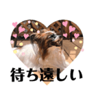 多頭犬種飼いならでは♡（個別スタンプ：19）