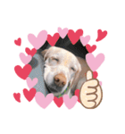 多頭犬種飼いならでは♡（個別スタンプ：21）
