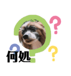 多頭犬種飼いならでは♡（個別スタンプ：22）