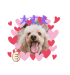 多頭犬種飼いならでは♡（個別スタンプ：24）