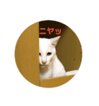 ここみくつきみるちょ（個別スタンプ：5）
