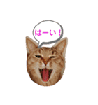 うちのニャンズ友達ニャンズ（個別スタンプ：1）