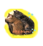 うちのニャンズ友達ニャンズ（個別スタンプ：2）