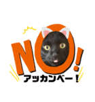 うちのニャンズ友達ニャンズ（個別スタンプ：3）