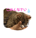 うちのニャンズ友達ニャンズ（個別スタンプ：4）
