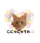 うちのニャンズ友達ニャンズ（個別スタンプ：5）