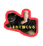 うちのニャンズ友達ニャンズ（個別スタンプ：8）