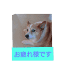 やっと審査通った（個別スタンプ：4）