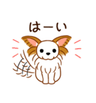 チワワのぷーさん（個別スタンプ：1）
