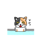 毎日ねこキチ（個別スタンプ：10）