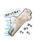 毎日使えるポメラニアンのララちゃん（個別スタンプ：5）